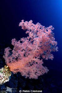 Soft coral by Pietro Cremone 